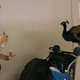 Imagen para el artículo titulado United Airlines deniega el embarque a una mujer que viajaba con un pavo real como animal de apoyo emocional